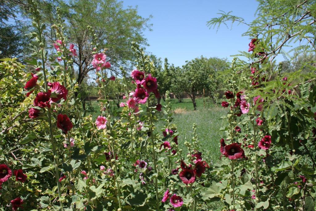 Quinta Adela Bed & Breakfast San Pedro de Atacama Bagian luar foto